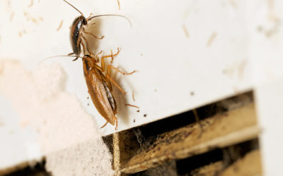 HVAC Pest Control Austin